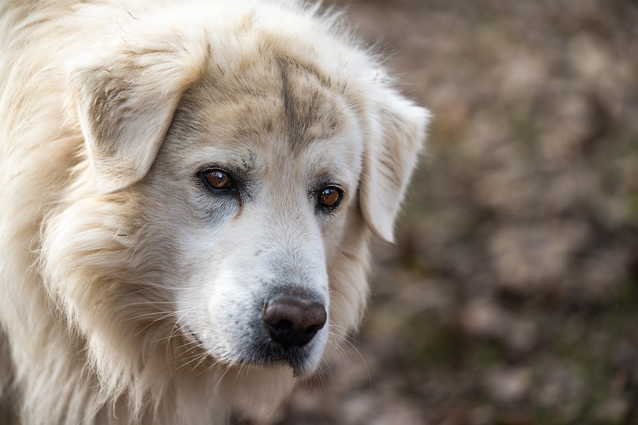 The Affectionate Nature of Samoyeds